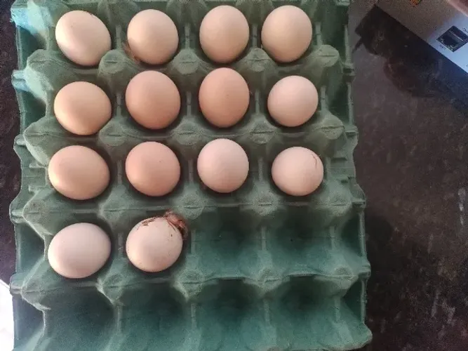 Ovos galados de galinha sedosa 
