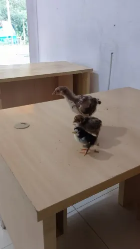 GALINHA SERTANEJO BALÃO (gsb) PINTINHOS