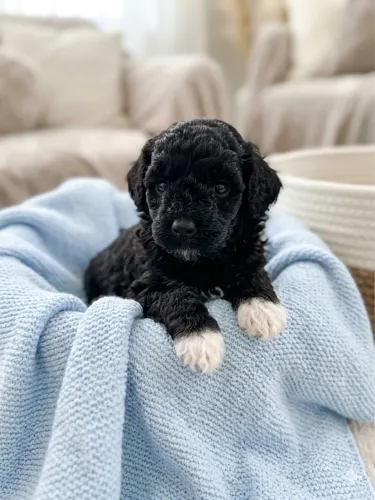 Poodle toy machinho
