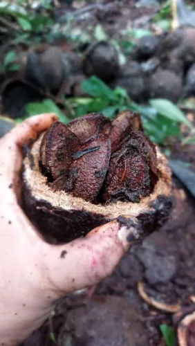 Castanha
