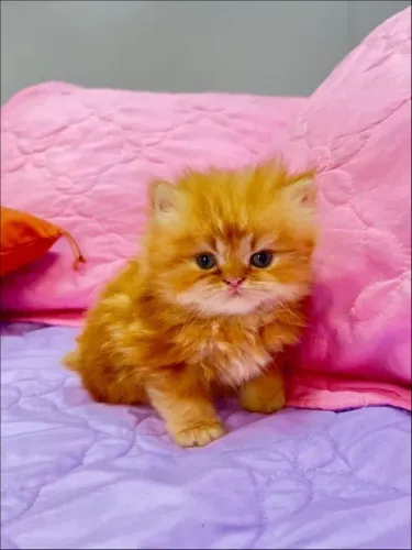 Gato Persa lindos filhotinhos com padrão forte