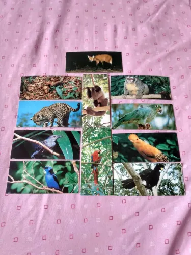 figurinhas chocolate Surpresa animais da Amazônia