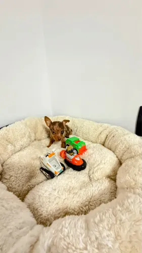 PINSCHER CHOCOMERLIM DE OLHOS AZUIS 