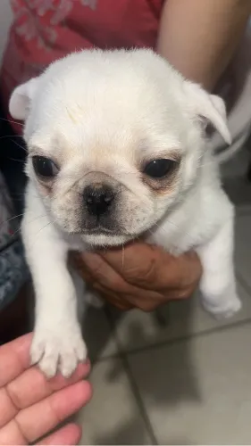 Filhotes de Pug branco e abricó