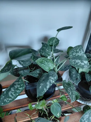 Plantas