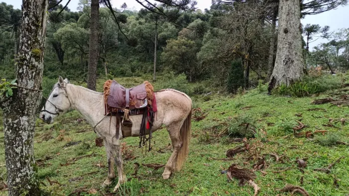 vendo cavalo crioulo 
