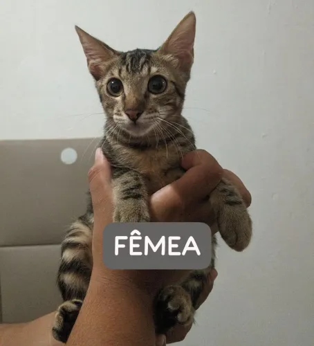 Gatinha para doação