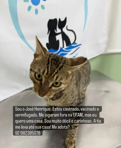 Adoção gato