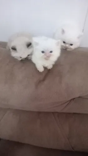 gato