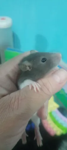 Rato Twister 