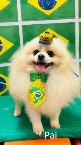 Spitz Alemão Anão para venda