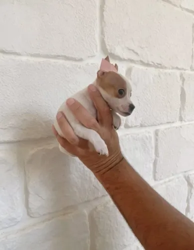 Pinscher fêmea