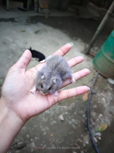 Disponivel HAMSTERS ANÃO RUSSO?