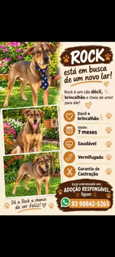 Lindo cãozinho carinhoso e brincalhão 7 meses.