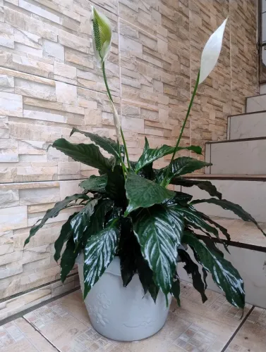 Planta Lírio