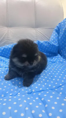 Fêmea de Lulu da Pomerânia Disponível 