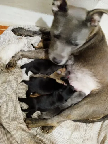 American staffordshire terrier 