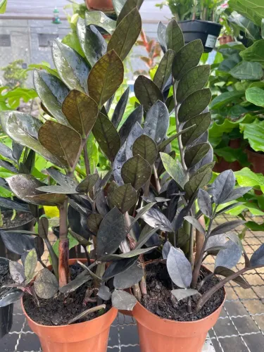Planta Zamioculcas Zamiifolia Negra - Rara e Linda