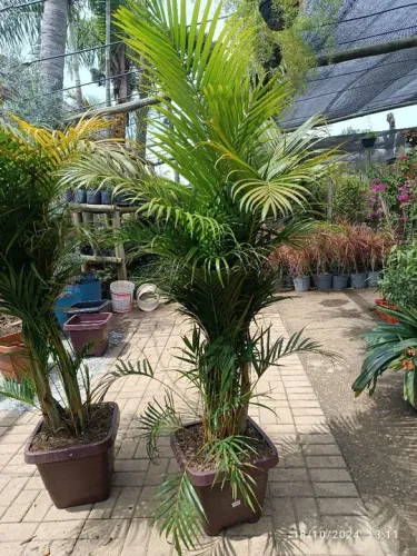 Vaso de Palmeiras Areca Bambú 