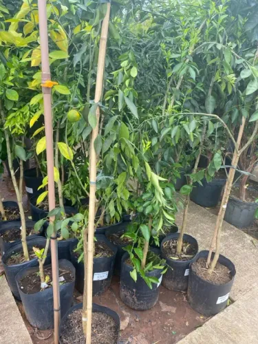 Laranja pêra rio 