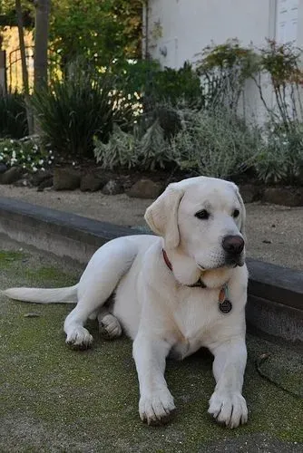 Labrador filhote disponível pelo pai chama para conhecer os lindos e encantadores filhotes