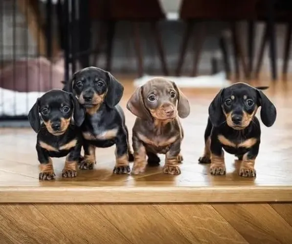 Dachshund  Disponível 