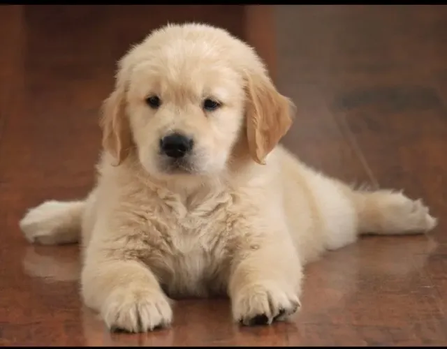 Filhote de Golden Retriever atrativo para criança
