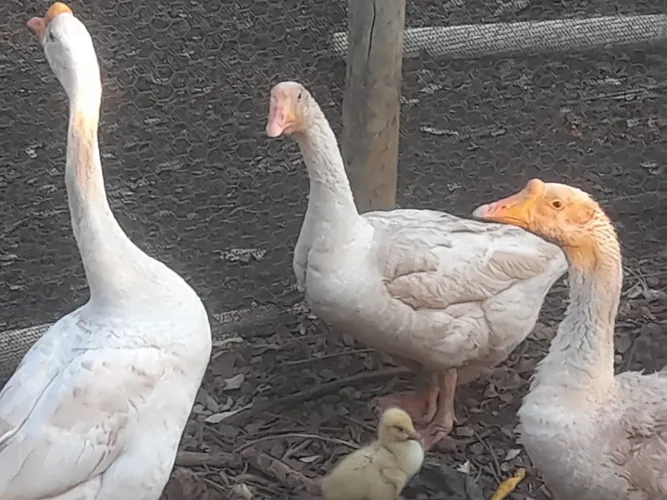 Ganso sinaleiro chinês