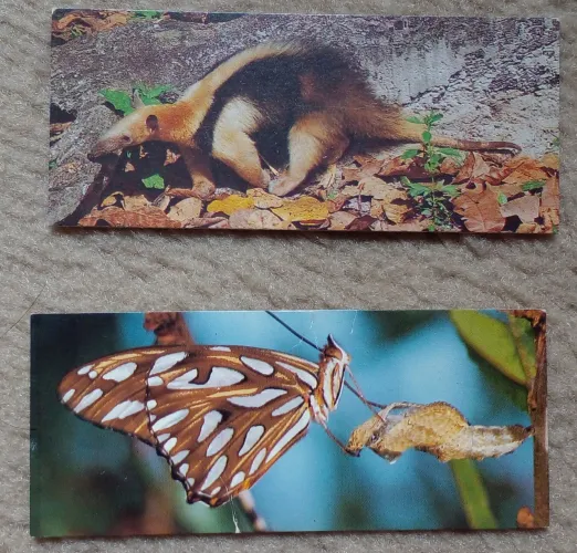 Cards do Álbum Sertões - Nestlé Surpresa