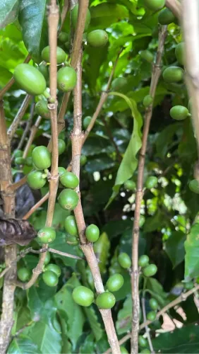 Mudas de Café PRODUZINDO 