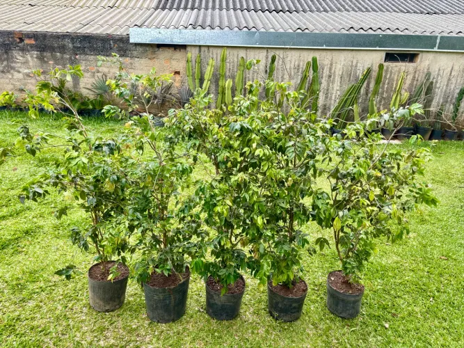 Jabuticaba híbrida 1.30m 