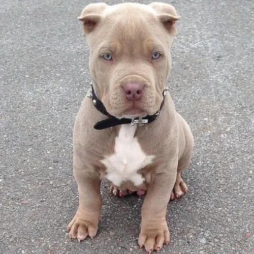 Filhote de Pitbull Leal cheia de energia para oferecer 