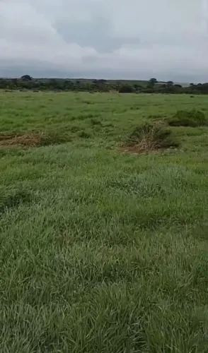 Fazenda arrendamento 1.300hec em Gaúcha Norte, MT. 850hec planta este ano
