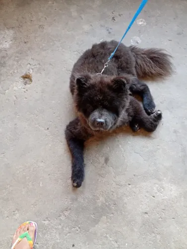 Estou doando um cachorro da raça xauxau 