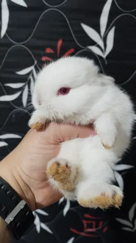 FILHOTES DE COELHO A VENDA 
