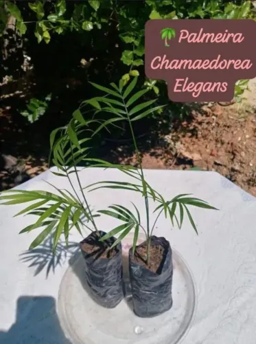 2 mudas de Palmeira Chamaedorea Elegans -