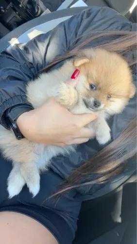 Vendo Lulu da Pomerânia Anão