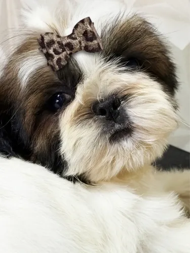 Excelência em Shih tzu 