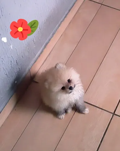 Femea lulu pomerania anã