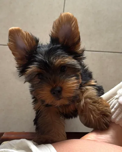 YORKSHIRE TERRIER PURO - 7 MESES | Nº 2