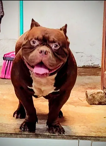American Bully macho disponível p reprodução 
