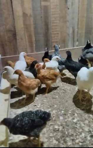 Franginhas de quase 2 meses