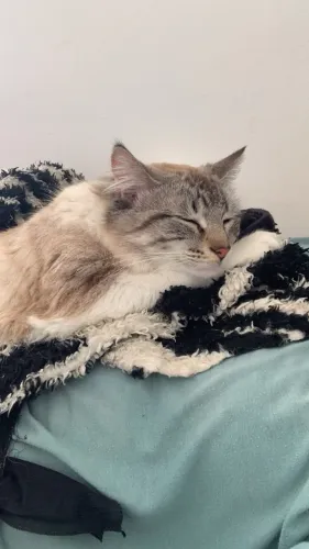 Doa se gato macho branco