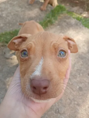 Filhote de Pitbull macho