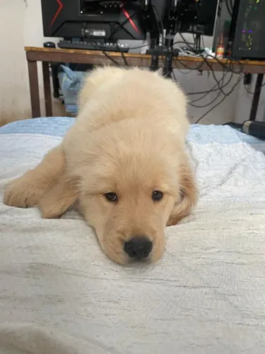 Filhotes Golden Retriever