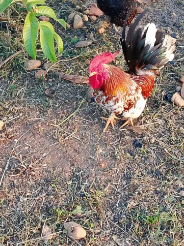 Galinha garnizé