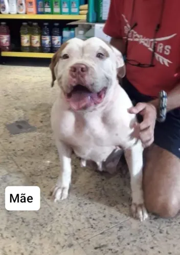Pit Bull red nose 