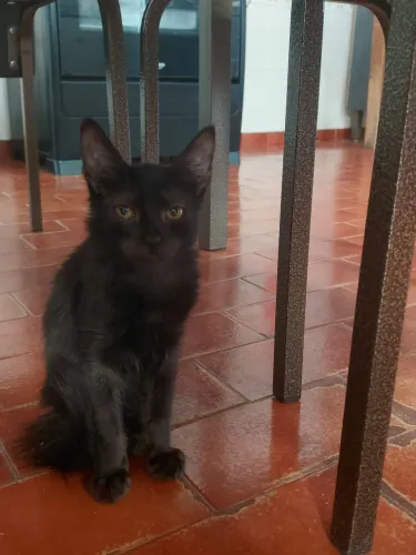 gatos para doação 