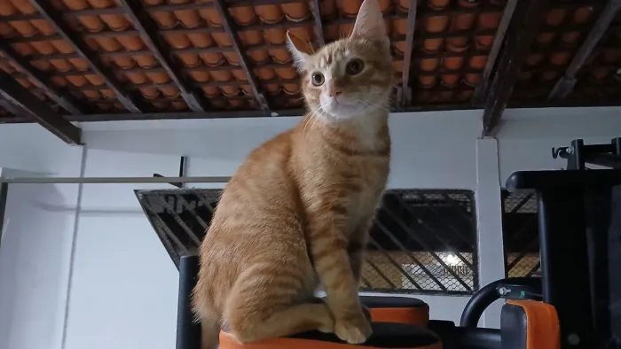 Adoção de gato