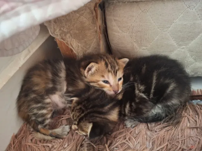 Doação de gatos, dois machos e uma fêmea 